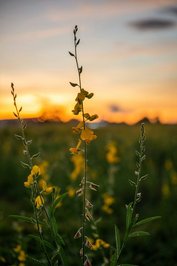 La douleur neuropathique : le chanvre peut-il aider ?